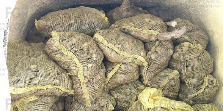 FGR INICIA INVESTIGACIÓN TRAS EL ASEGURAMIENTO DE 70 COSTALES CON ALMEJAS POSESIÓN DE NARCÓTICOS Y CARTUCHOS EN BCS