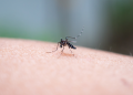 LLAMA A ISSSTE BAJA CALIFORNIA SUR A PREVENIR EL DENGUE Y ACUDIR OPORTUNAMENTE A REVISIÓN MÉDICA