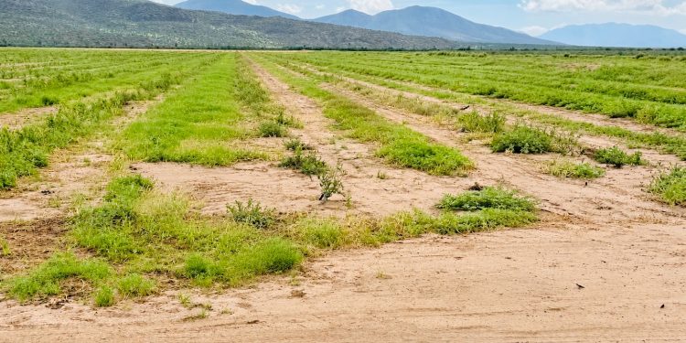SEPADA BCS EVALÚA DAÑOS AL SECTOR PRIMARIO TRAS EL PASO DE POLO